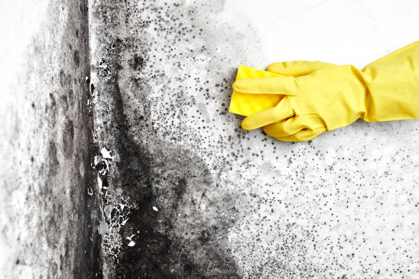 Best Certified Mold Removal  in Akwesasne, NY