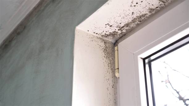 Best Mold Remediation  in Akwesasne, NY