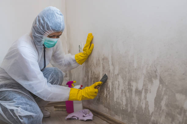 Best Mold Damage Repair  in Akwesasne, NY
