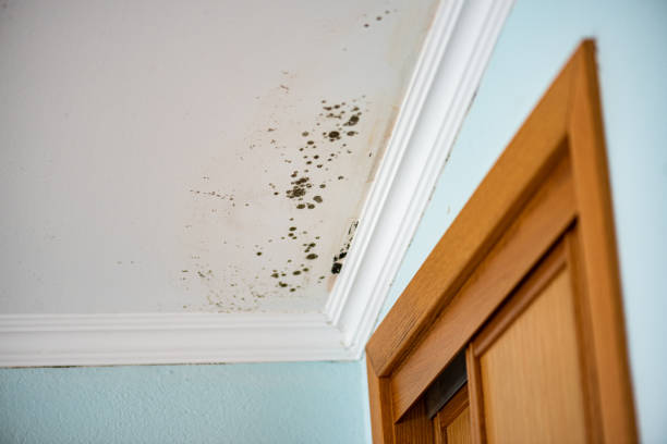 Best Attic Mold Removal  in Akwesasne, NY