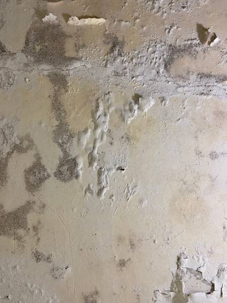 Crawl Space Mold Removal in Akwesasne, NY