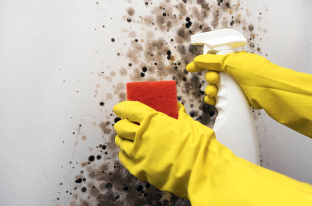 Best Commercial Mold Removal  in Akwesasne, NY