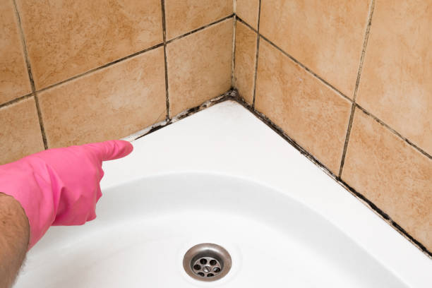 Best Toxic Mold Removal  in Akwesasne, NY