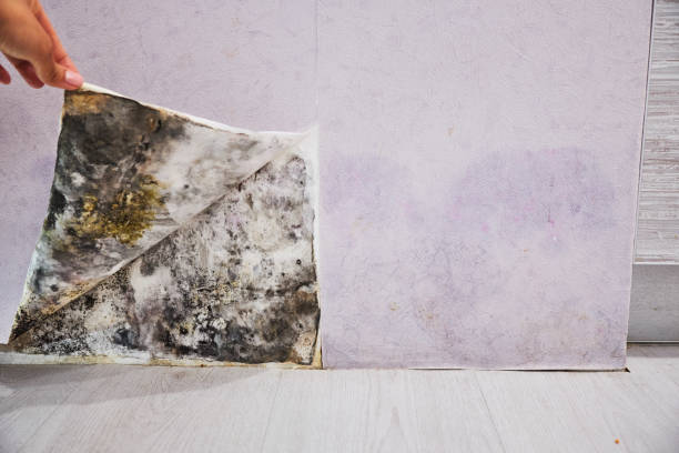 Best Certified Mold Removal  in Akwesasne, NY